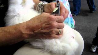 preview picture of video 'Louise Walsh Trims Angora bunny nails'