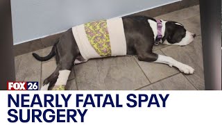 Houston pet owner claims spay surgery almost killed her dog