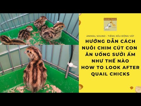 , title : 'Hướng Dẫn Cách Nuôi Chim Cút Con - Ăn Uống Sưởi Ấm Như Thế Nào - How To Look After Quail Chicks'