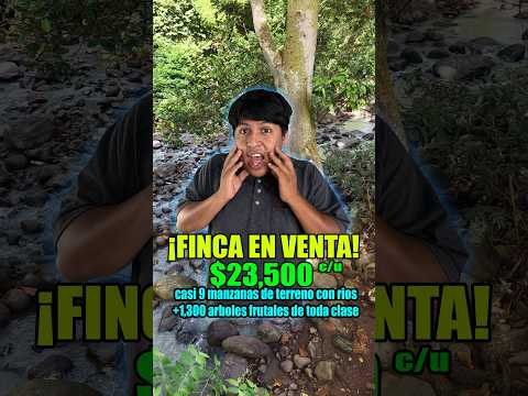 Vendo FINCA de 9 MANZANAS DE TERRENO CON +1,300 ARBOLES FRUTALES 🍊de limon, mandarina, y platano 🍌