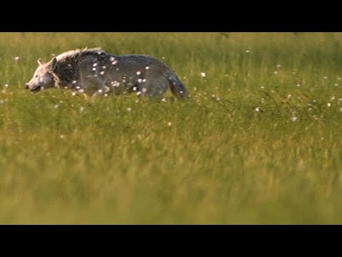 download lagu mp3 mp4 What Is A Group Of Bears Called, download lagu What Is A Group Of Bears Called gratis, unduh video klip What Is A Group Of Bears Called