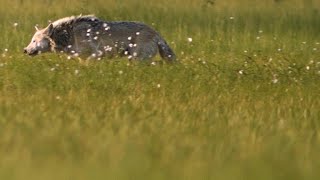 These Wolves Are Clever Enough to Con a Group of Bears