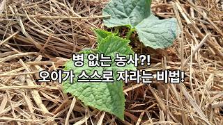 "병 없는 오이는 기술이 아니라 토양이 만든다"[이장집 에너지 농법] 808.