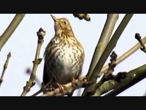 WESTLIN WIND'S Robert Burn's SHEENA WELLINGTON 1