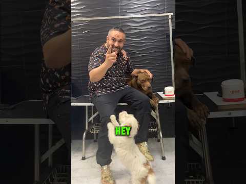 Cuidados del perro , #perro #bienestaranimal #dof #perros #dogs #consejos #valencia #alzira #xativa