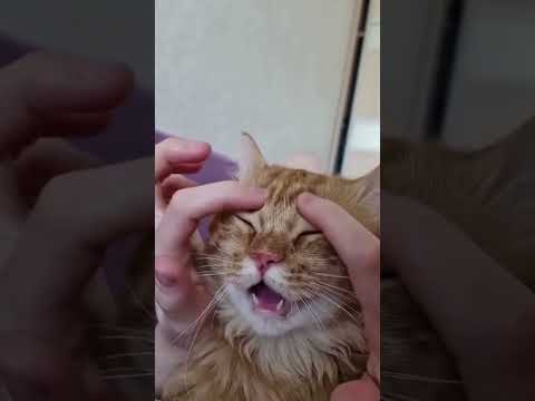 Смешные пушистики / Смешные моменты с животными 2024 /№53 #ff #домашниепитомцы #коты #собаки #funny