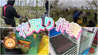 【花粉】花粉付けの為の花取り作業行いました🌺【盈科】