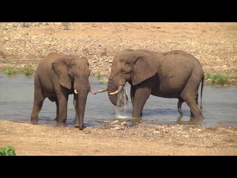 Bull Elephants standing in the river together