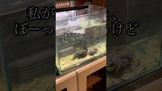 カメ様（亀様）動画第2弾毎日可愛い #亀 #癒し #動物 #おもしろ