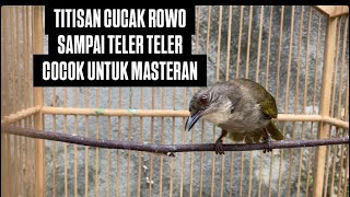 Download lagu MERBAH MATA MERAH/BELUKAR OVER BIRAHI GACOR PARAH mp3 Download lagu MERBAH MATA MERAH/BELUKAR OVER BIRAHI GACOR PARAH mp3