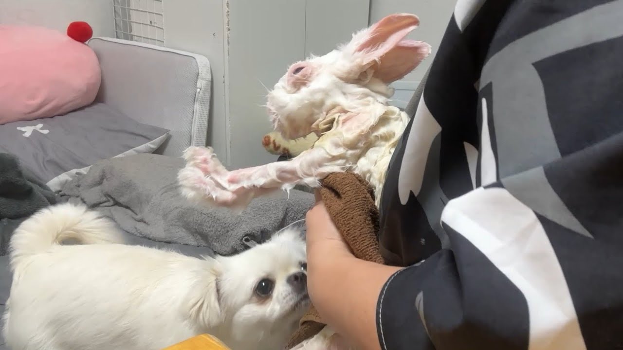 【介護うさぎ】お尻汚れのお手入れ「犬の肉球掃除」「仲良く寝るチンチラ姉弟」