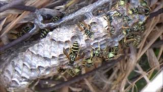 Yaban arılarını taklit edip avlayan örümcek #argiope bruennichi,#spider