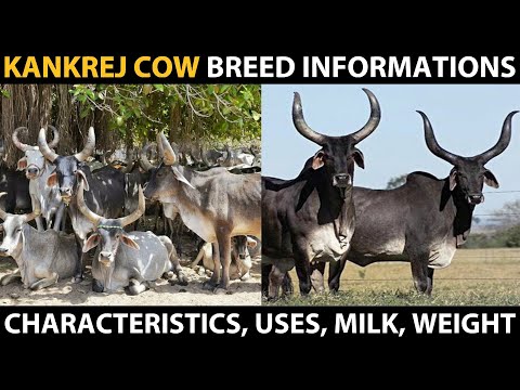 , title : 'KANKREJ COW BREED | Kankrej Cattle Breed Full Information | Characteristics, Milk, Weight, Uses'