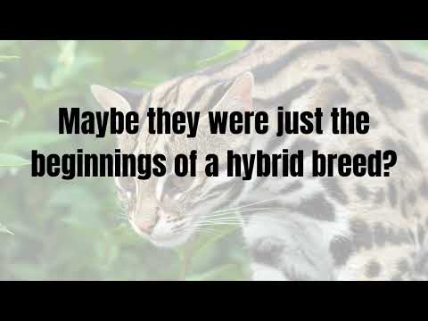 Ashera Cat Facts-- Elaborate Con or Real Breed?