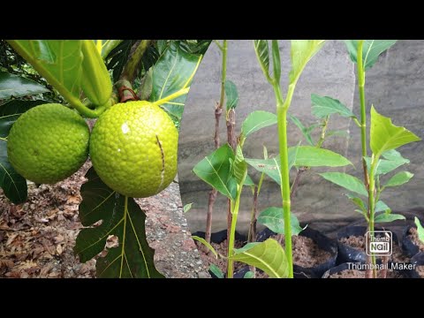 how to grow breadfruit tree from roots&best way to grow dwarf tree/breadfruit tree germination