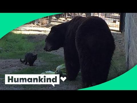 Cat wanders into zoo's bear exhibit and this happened