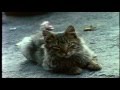 Caifanes :: No Dejes Que... || Video Oficial || HQ ...