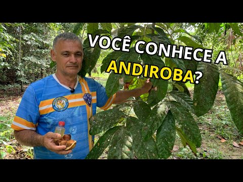 Você conhece a ANDIROBA?