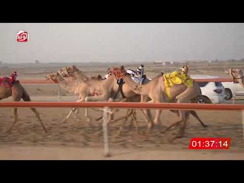  ش 11 (أسيل) لـ حمد حميد بن سعيد الحبسي 2:58 ، شارة الشيخ طحنون 2026/8/15 فطامين السمحه