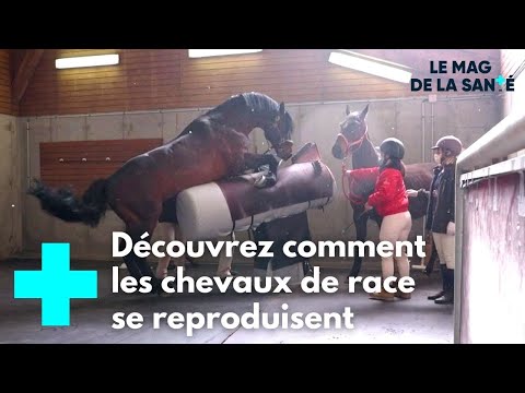 À l'école des vétérinaires de Lyon 4/5 - Le Magazine de la Santé