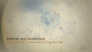 Anthrax and Antibiotics:  Anthrax is Deadly. Antibiotics Could Save Your Life.