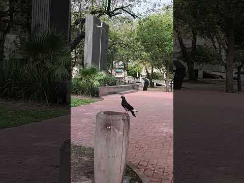 Siesta correntina Plaza La Cruz #corrientes #paisaje #plaza