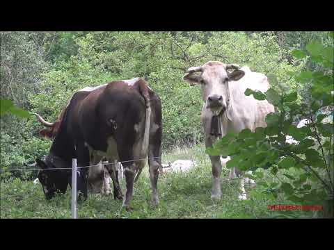 MUCCHE CURIOSE AL PASCOLO A ROBILANTE (CN) DOM. 26 - 6 - 2022.