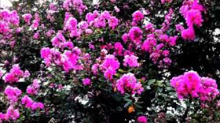 I Can't Give You Anything But Love