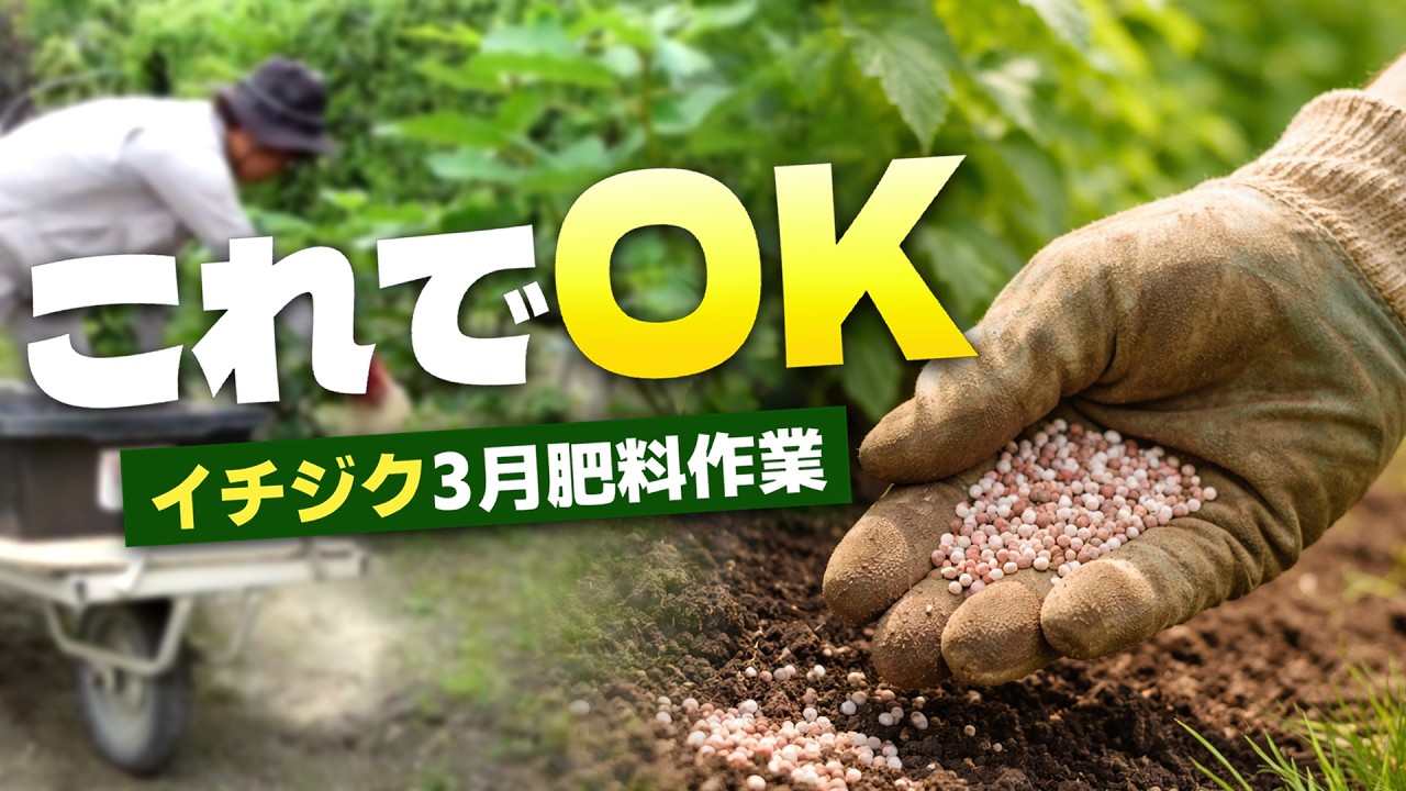 【初心者向け】イチジクの3月の肥料はこれでOK（量と与える間隔を解説）