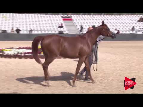 N.85 AL JAZI AL SAYED - Asharqia Classic 2018