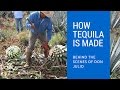 How Tequila Is Made: Behind The Scenes of Don Julio Tequila