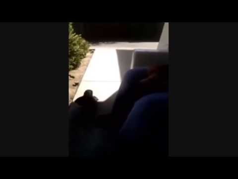 el insulta a un cuervo y esto le contesta 'Fuck You'