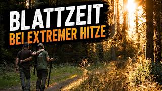 Blattzeit bei extremer Hitze – schwierige Bockjagd im Sommer!