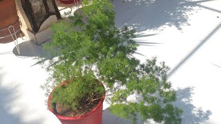 How to Grow and Care Ming Fern / Asparagus Macowinii || Fun Gardening