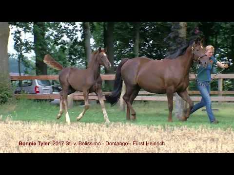 Bonnie Tyler 2017 Stf v Belissimo x Dontango x Fuerst Heinrich