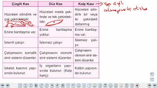 Eğitim Vadisi 11.Sınıf Biyoloji 7.Föy Kas Sistemi 2 Konu Anlatım Videoları