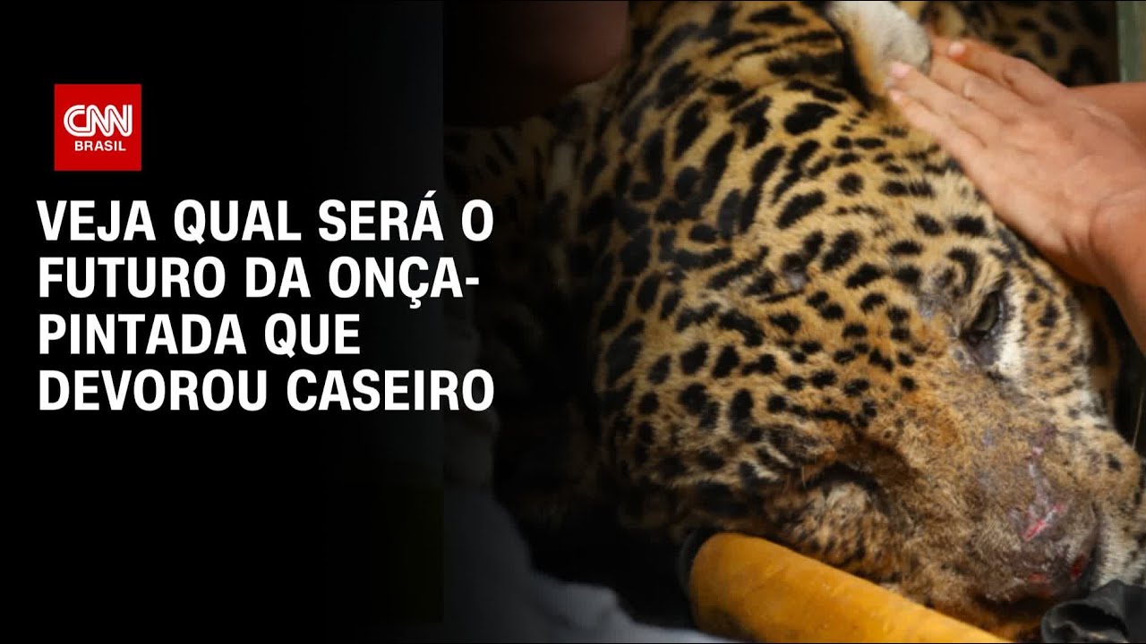 Onça que devorou caseiro não voltará para mata; entenda futuro do ...