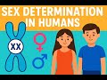 How Is Sex Determined In Humans XX Vs XY Chromosomes Embryology Meiosis Sex Determination
