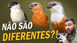 Miniatura do vídeo
