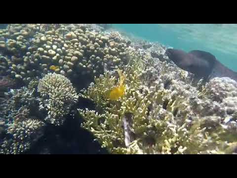 Thumbnail image for the video