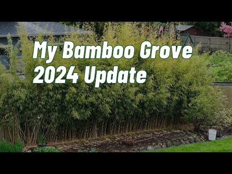 Maintaining My Clumping Bamboo Grove Spring 2024 Update