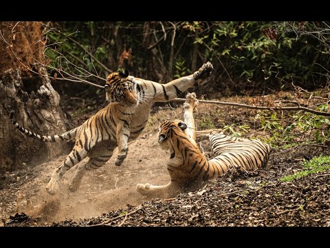 Tiger cubs play fighting in slow motion
