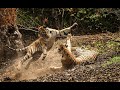 Tiger Cubs Play Fighting In Slow Motion