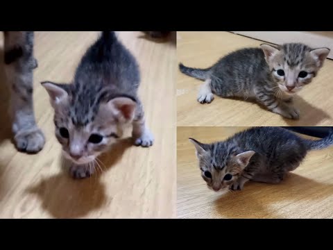 3 Weeks old Kittens learning how to walk!