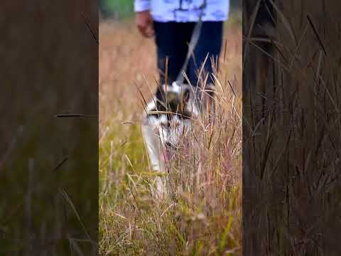 Golden retriever whatsApp status | husky dog | #husky #wharsappstatus #goldenretriever #dog