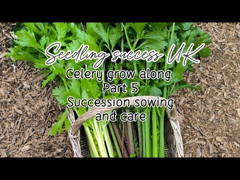 Mastering Succession Sowing for Juicy Celery in the UK