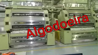 Algodoeira! processo de beneficiamento do algodão!