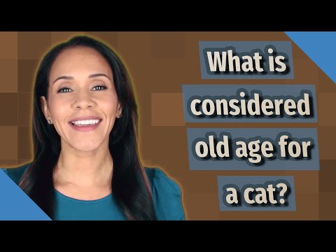 What is considered old age for a cat?