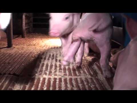 Tamme Kuivatid AS, Kisla sigala