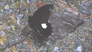 ムビる18505 20210804 008 モンキアゲハ monkiageha